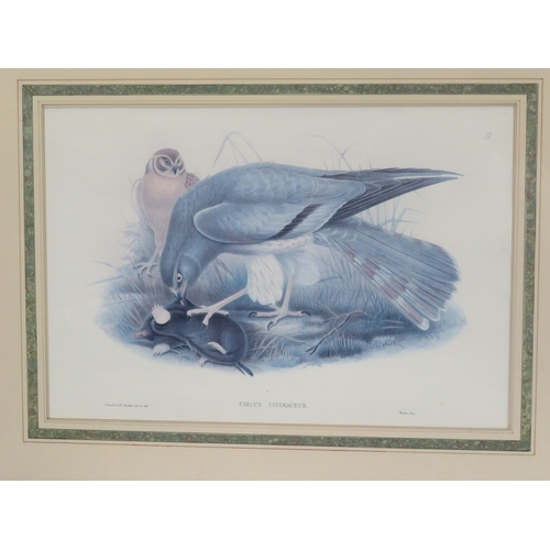 12 - Pair of ornithological prints 'Circus Cinereous' & 'Rhodostethia Rossii' 36x53cm each