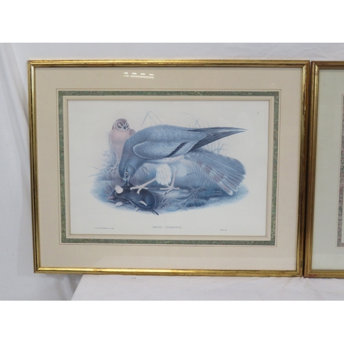 12 - Pair of ornithological prints 'Circus Cinereous' & 'Rhodostethia Rossii' 36x53cm each