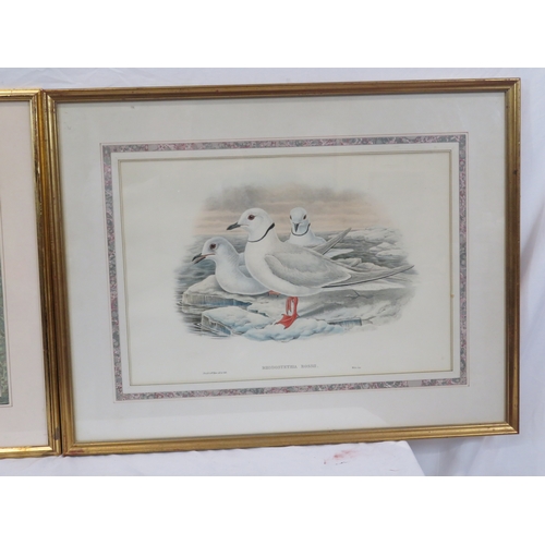 12 - Pair of ornithological prints 'Circus Cinereous' & 'Rhodostethia Rossii' 36x53cm each