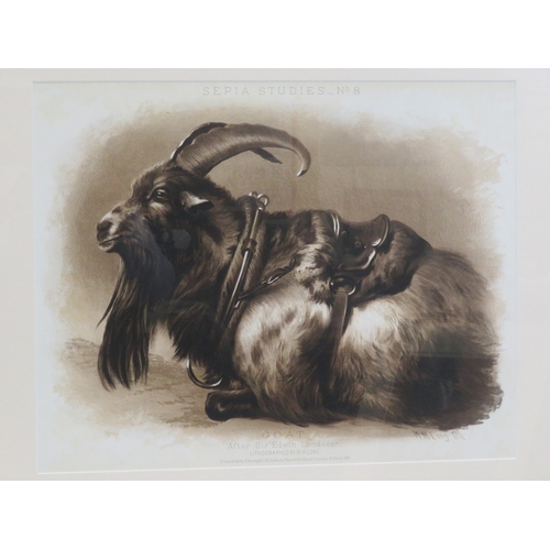 13 - Assorted prints, 'Goat', 'Interior', 'Boars', various sizes