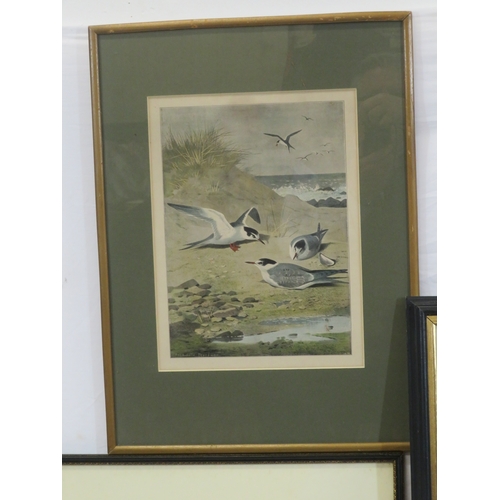 17 - 'Charles Edward', 'Gulls' & 'Shooting scene' three prints of various sizes