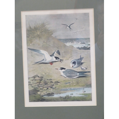 17 - 'Charles Edward', 'Gulls' & 'Shooting scene' three prints of various sizes
