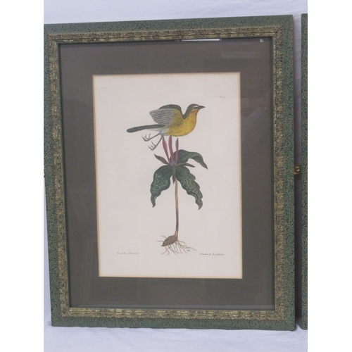 19 - Pair of ornithological prints 46x32cm each