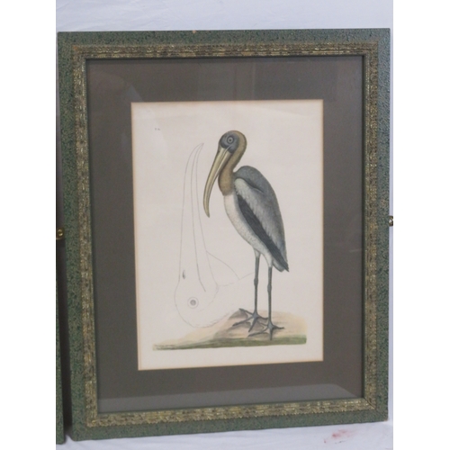 19 - Pair of ornithological prints 46x32cm each