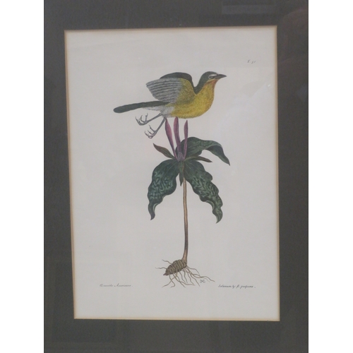 19 - Pair of ornithological prints 46x32cm each