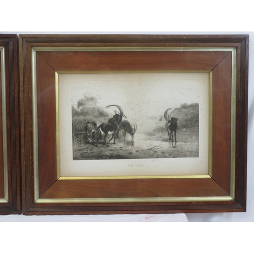 2 - Archibald Thorburn 'Snipe & Sable Antelope' pair of prints 22x46cm each