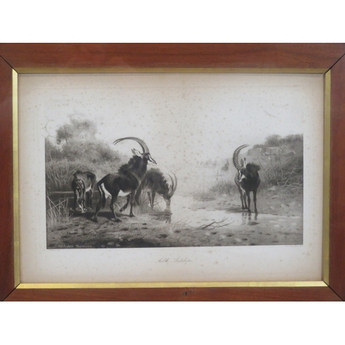 2 - Archibald Thorburn 'Snipe & Sable Antelope' pair of prints 22x46cm each