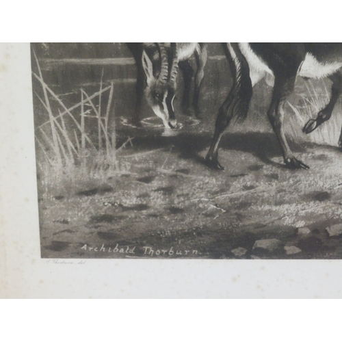 2 - Archibald Thorburn 'Snipe & Sable Antelope' pair of prints 22x46cm each