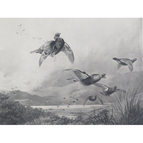 22 - Archibald Thorburn 'Grouse shoot' print 36x58cm studio stamp