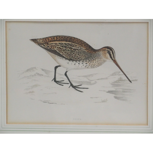 3 - Pair of ornithological prints 'Tringa' & 'Snipe' 22x46cm & 22x47cm