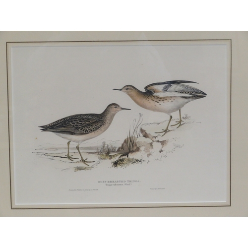 3 - Pair of ornithological prints 'Tringa' & 'Snipe' 22x46cm & 22x47cm