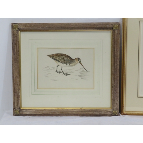 3 - Pair of ornithological prints 'Tringa' & 'Snipe' 22x46cm & 22x47cm