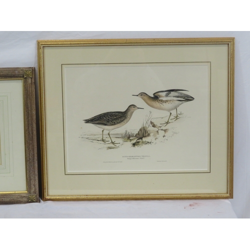 3 - Pair of ornithological prints 'Tringa' & 'Snipe' 22x46cm & 22x47cm