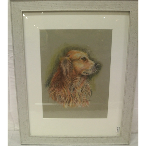 42 - Patricia Good 'Study of a Golden retriever' pastels 30x24cm signed