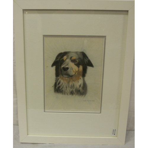 47 - John Hickin 'Study of a dog' pastels 23x17cm signed & dated 1981