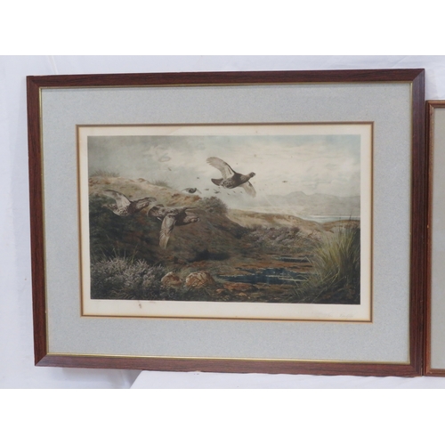 9 - Archibald Thorburn 'Grouse' two prints 34x54cm & 25x47cm