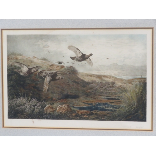 9 - Archibald Thorburn 'Grouse' two prints 34x54cm & 25x47cm