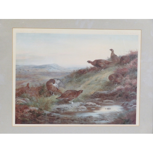 9 - Archibald Thorburn 'Grouse' two prints 34x54cm & 25x47cm