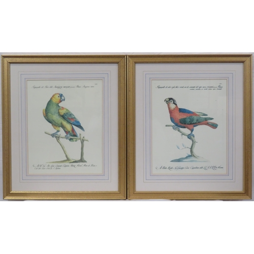 13 - Italian school, Pair of ornithological prints 36x30cm each