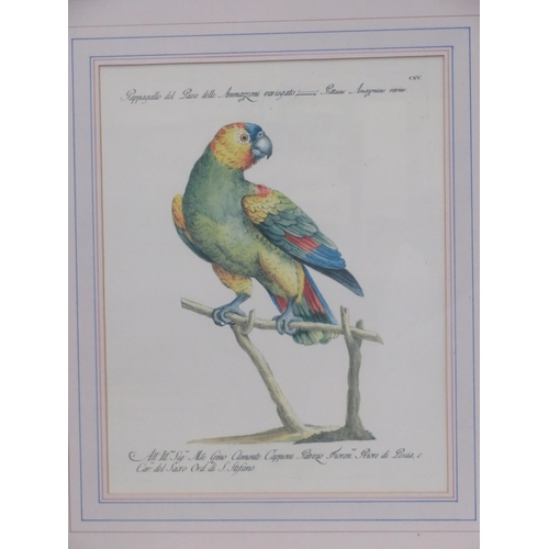 13 - Italian school, Pair of ornithological prints 36x30cm each