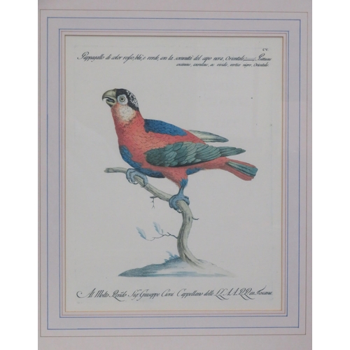 13 - Italian school, Pair of ornithological prints 36x30cm each