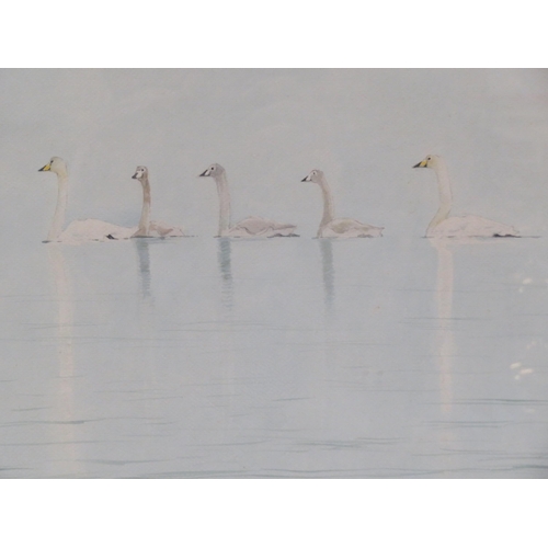 43 - William Neill 'Swans' watercolour, 26x36cm, signed 36 x26cm