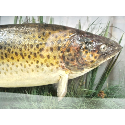 184 - Taxidermy mounted trout 