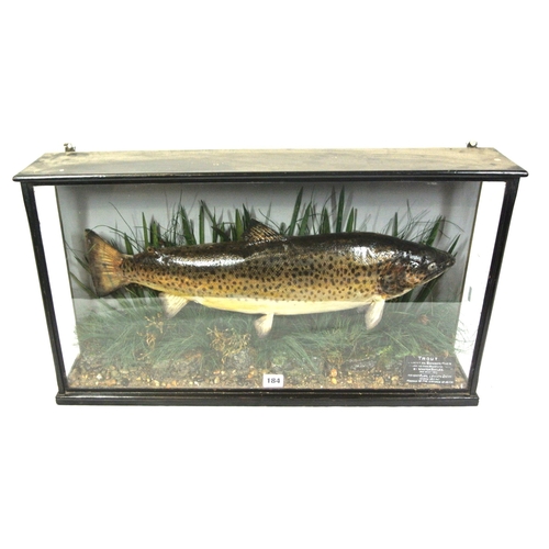 184 - Taxidermy mounted trout 