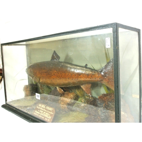 197 - Taxidermy mounted 6lb sea trout 