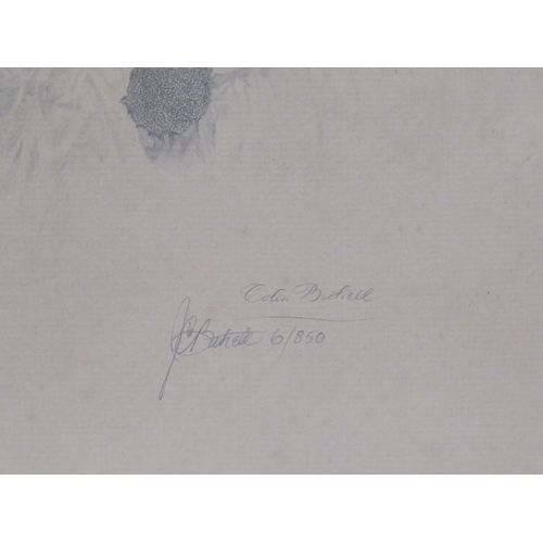 12 - Colin Bithell 'Luciano Pavarotti' limited edition print 45x62cm signed