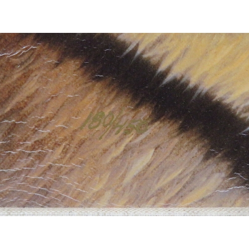 43 - Andrew Bone 'Tiger Portrait' Giclee on Canvas, 57x57cm, Signed