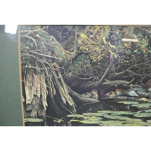 31 - Robert Bateman 'Ducks in a pond' print, 23x29cm, signed