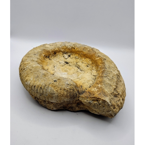 147 - Large Fossilized Ammonite Specimen Weighing 3 kg, Featuring Spiral Shell Formation and Weathered Sur... 