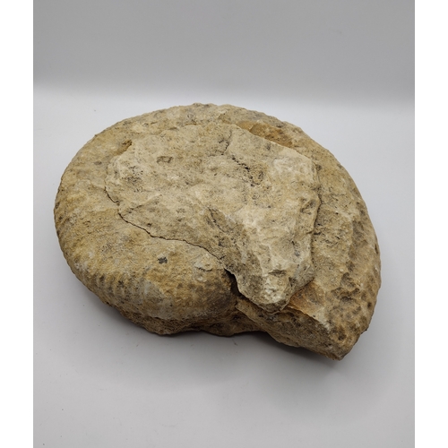 147 - Large Fossilized Ammonite Specimen Weighing 3 kg, Featuring Spiral Shell Formation and Weathered Sur... 