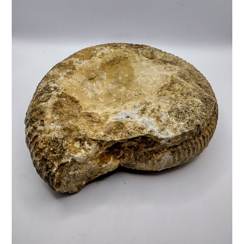 147 - Large Fossilized Ammonite Specimen Weighing 3 kg, Featuring Spiral Shell Formation and Weathered Sur... 