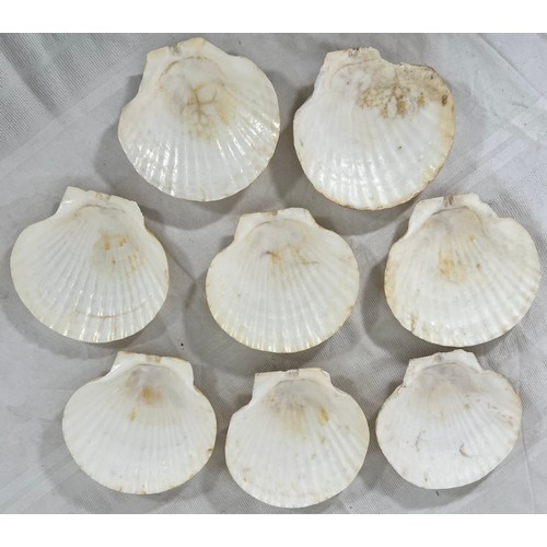 214 - Selection of Scallop Shells (for craft or food presentation etc)