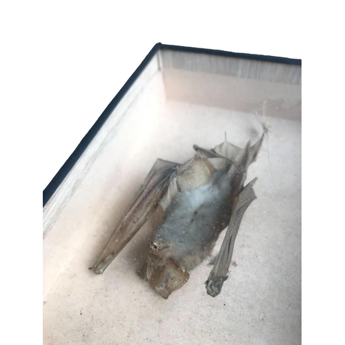 179 - A 19TH CENTURY TAXIDERMY FRUIT BAT 
Housed in small case. 
(13.5cm x 11.1cm)