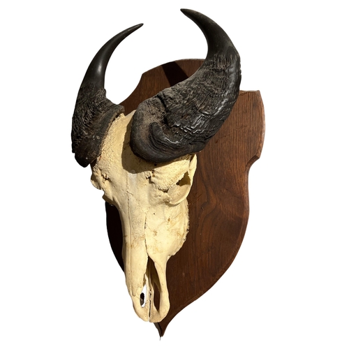 201 - A LATE 19TH / EARLY 20TH CENTURY WALL MOUNTED CAPE BUFFALO SKULL AND HORNS (SYNCERUS CAFFER CAFFER) ... 