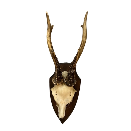 221 - A COLLECTION OF THREE LATE 19TH/EARLY 20TH CENTURY WALL MOUNTED ROE DEER ANTLERS AND PARTIAL SKULLS ... 