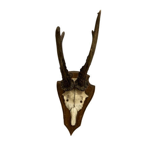 221 - A COLLECTION OF THREE LATE 19TH/EARLY 20TH CENTURY WALL MOUNTED ROE DEER ANTLERS AND PARTIAL SKULLS ... 