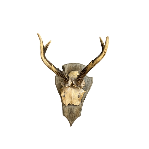 221 - A COLLECTION OF THREE LATE 19TH/EARLY 20TH CENTURY WALL MOUNTED ROE DEER ANTLERS AND PARTIAL SKULLS ... 