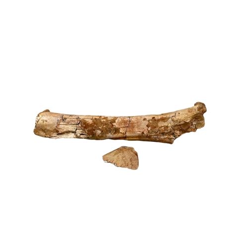 165 - A SCARCE NORTH AFRICAN FOSSILIZED JUVENILE TRICERATOPS FEMUR BONE (145-100 million years ago).