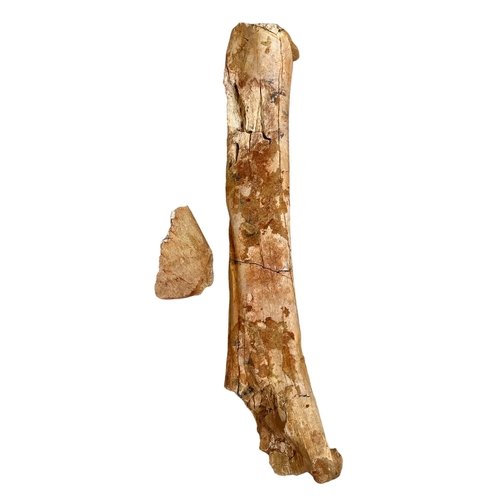 165 - A SCARCE NORTH AFRICAN FOSSILIZED JUVENILE TRICERATOPS FEMUR BONE (145-100 million years ago).