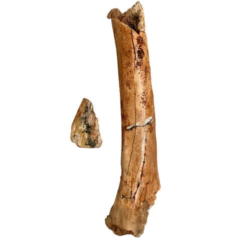 165 - A SCARCE NORTH AFRICAN FOSSILIZED JUVENILE TRICERATOPS FEMUR BONE (145-100 million years ago).