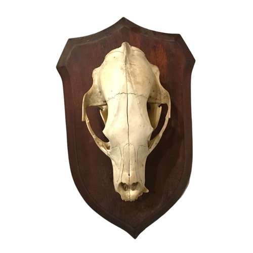 178 - WITHDRWAN
A 19TH CENTURY WALL MOUNTED BROWN BEAR SKULL
Mounted on a mahogany shaped shield.