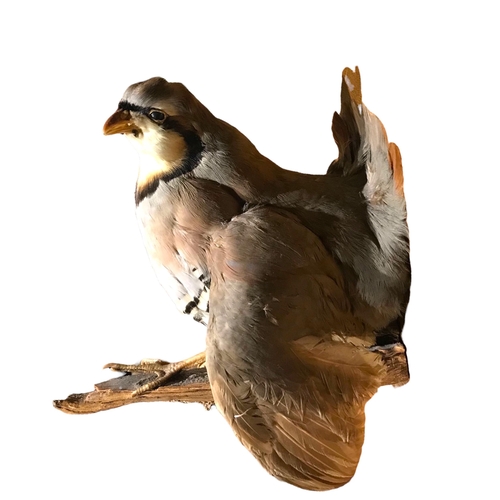 183 - A LATE 19TH/EARLY 20TH CENTURY WALL HANGING TAXIDERMY OF A CHUKAR PARTRIDGE 
Perched upon a protrudi... 