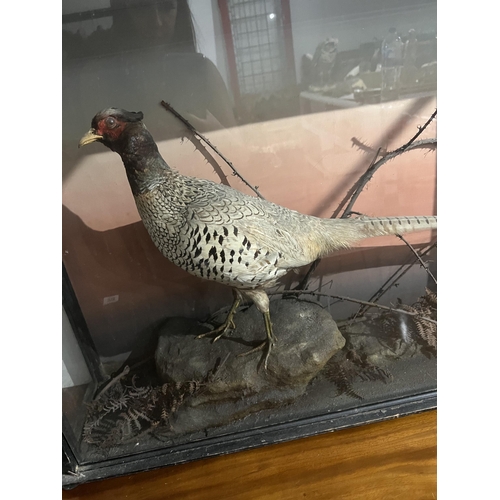 191 - ATTRIBUTED ROWLAND WARD, 1848 - 1912, A 19TH CENTURY CASED TAXIDERMY OF A SCOTTISH GROUSE 
Surrounde... 