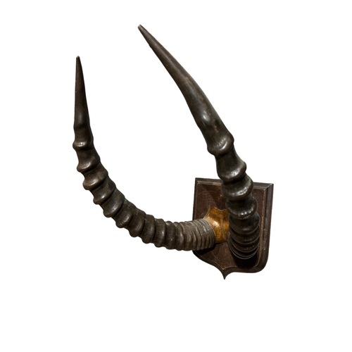 207 - A 19TH CENTURY WALL MOUNTED GRANT’S GAZELLE HORNS AND PARTIAL SKULL Mounted on an oak shaped shield.