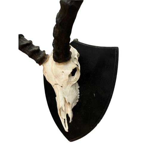 209 - A LATE 19TH/EARLY 20TH CENTURY WALL MOUNTED HORNED IMPALA SKULL 
Mounted on an ebonised wooden shiel... 