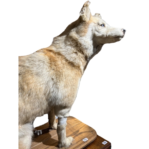 213 - A RARE LATE 19TH CENTURY TAXIDERMY ALASKAN MALAMUTE 
Full mount having two different colour eyes (pa... 